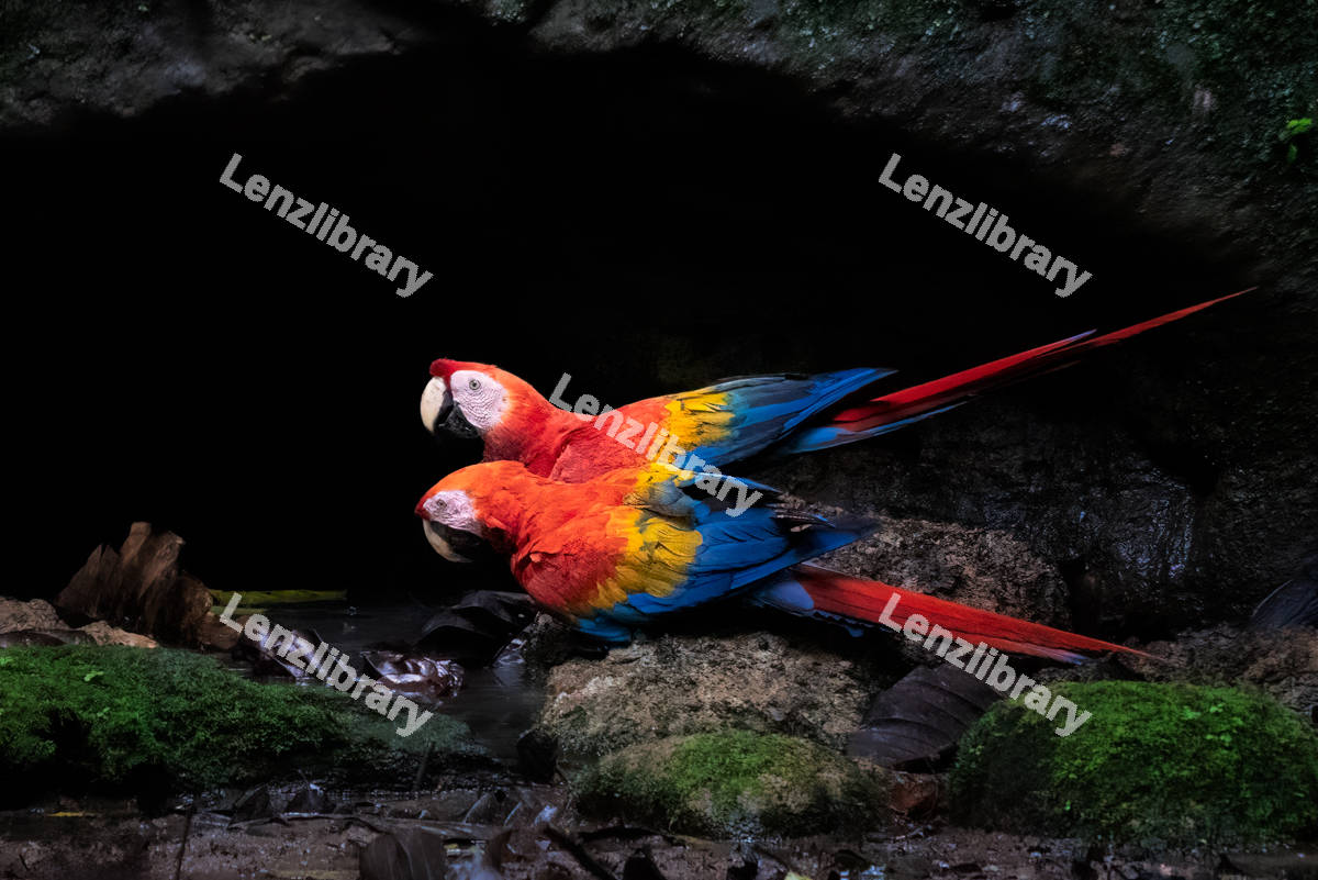 A pair of Macaw birds